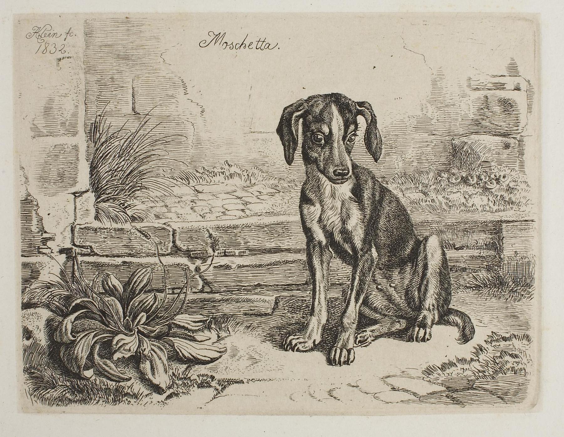 Hunden Moschetta, E750,4