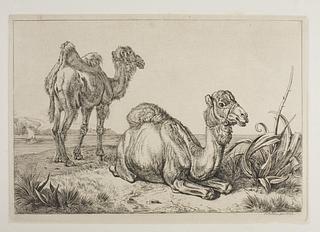 E752 Camels in a Landscape
