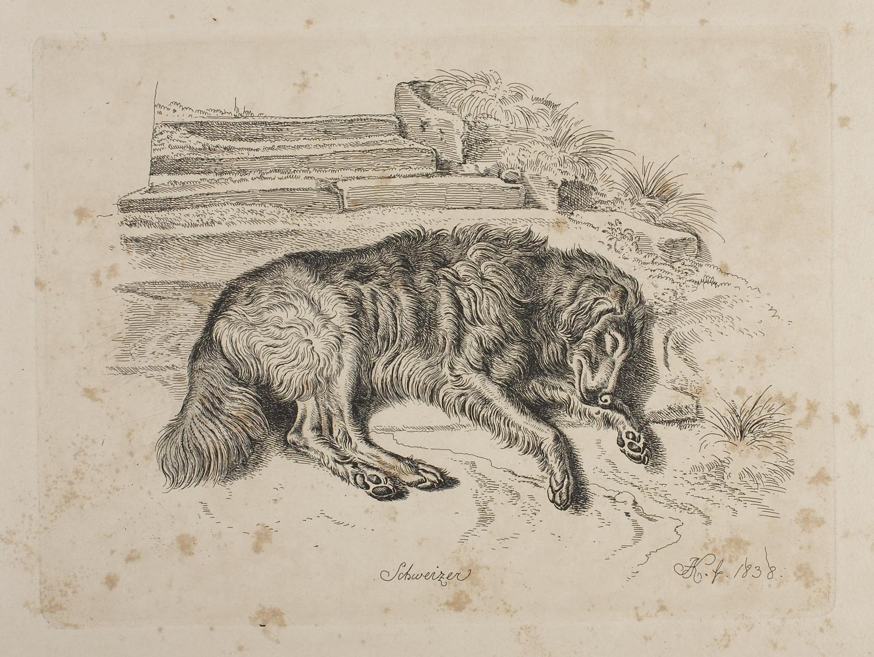 Schweizer, a Dog, E755