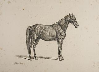 E757 Horse