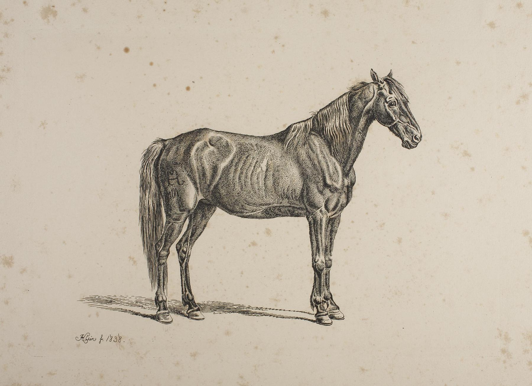 Horse, E757
