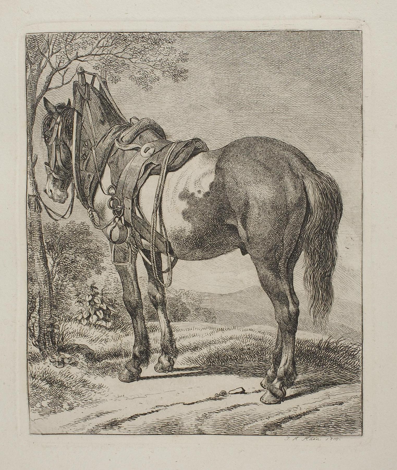 Saddle Horse Tied to a Tree, E641,1