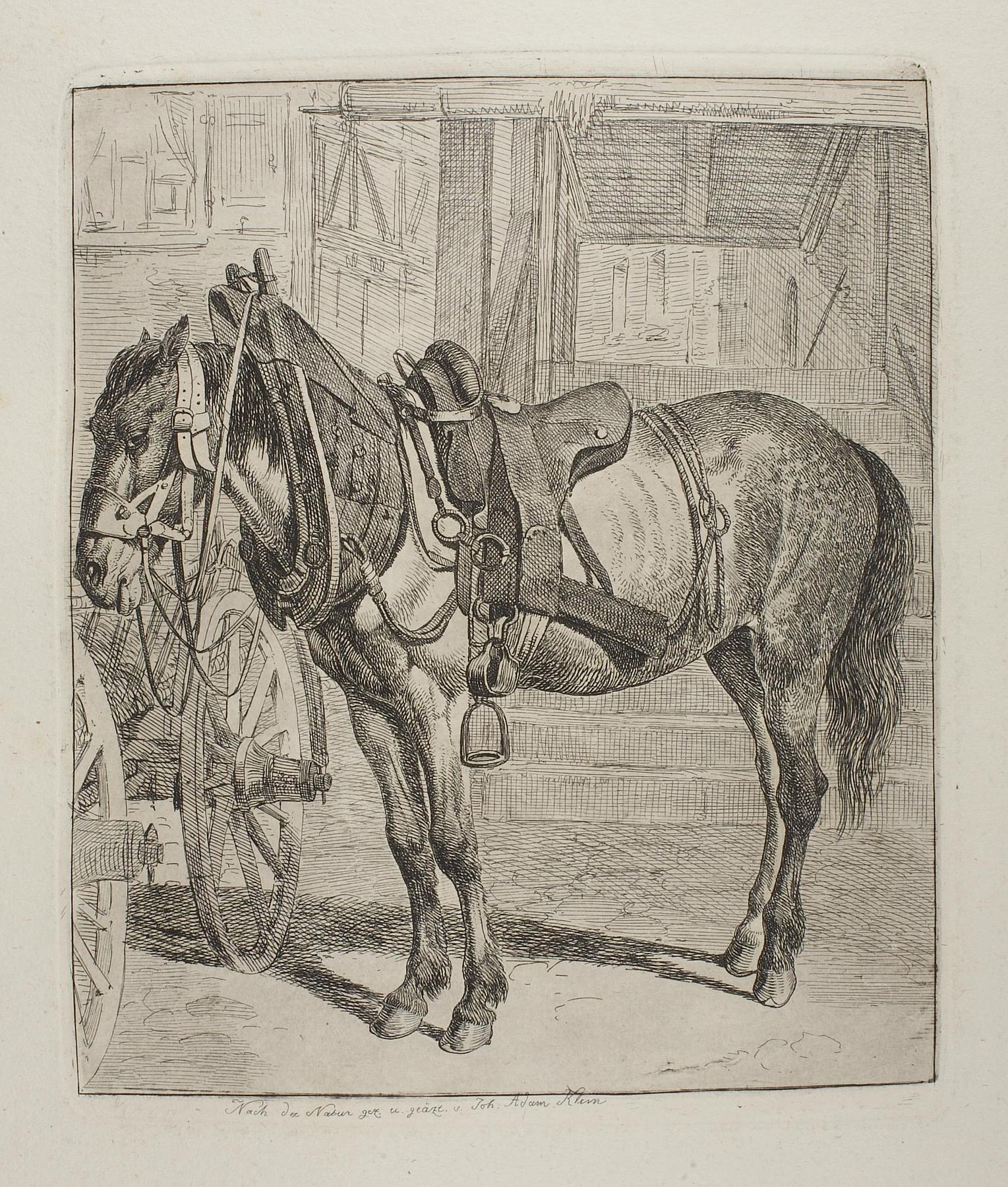 Saddle Horse Tied to a Wagon, E641,5