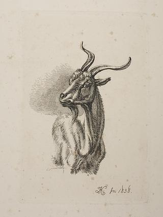E760 Goat