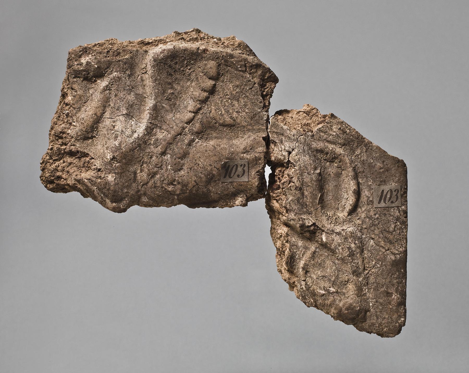 Campana relief with griffin, H1103