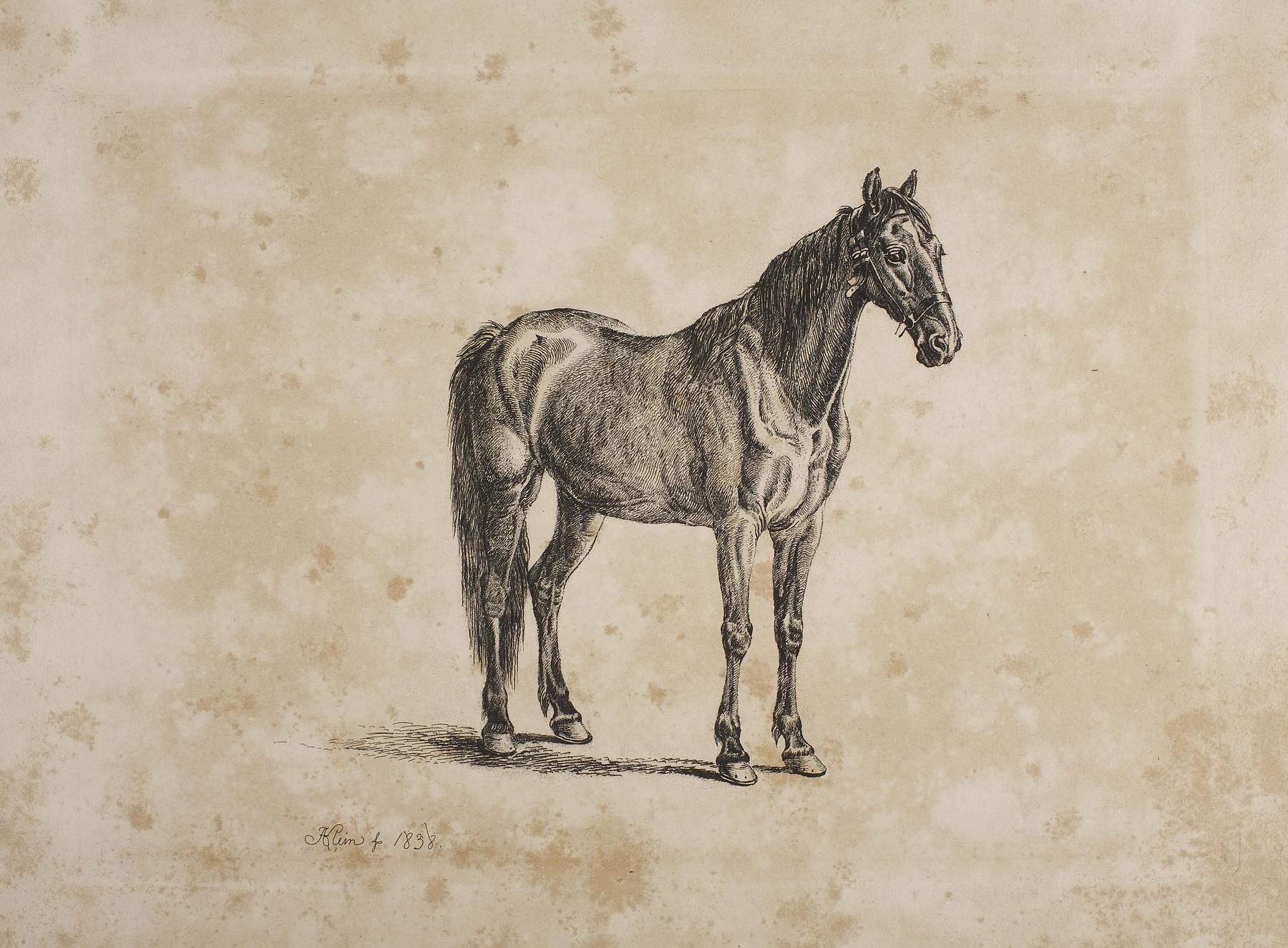 Horse, E758