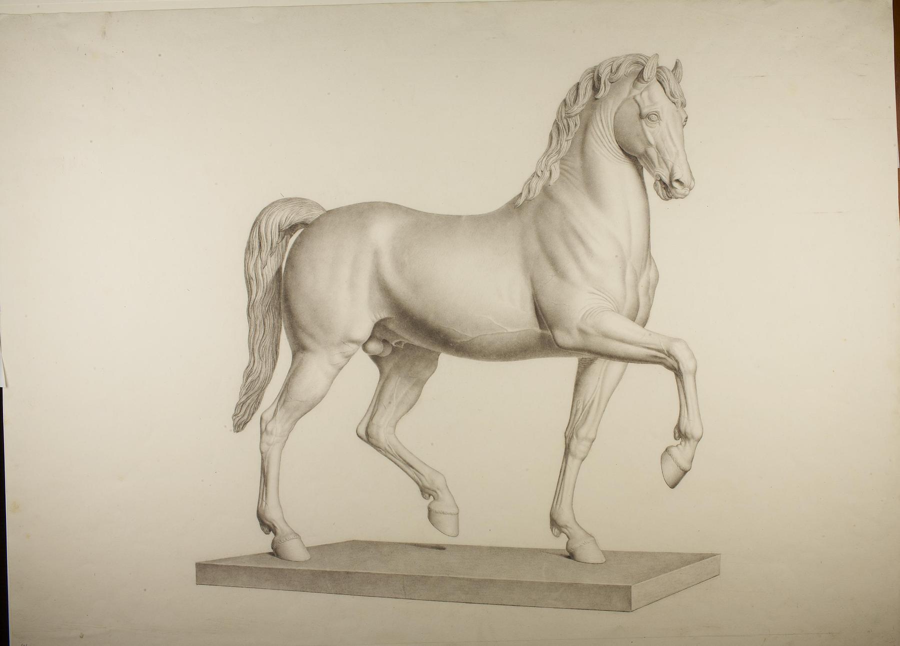 Horse, D101