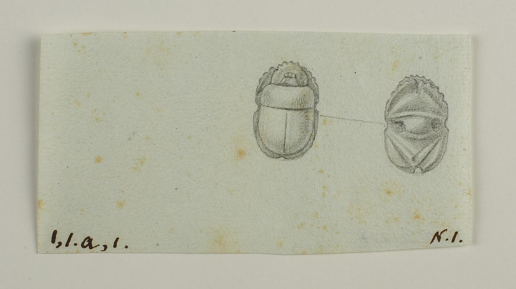 Scarab from back and base, D1217