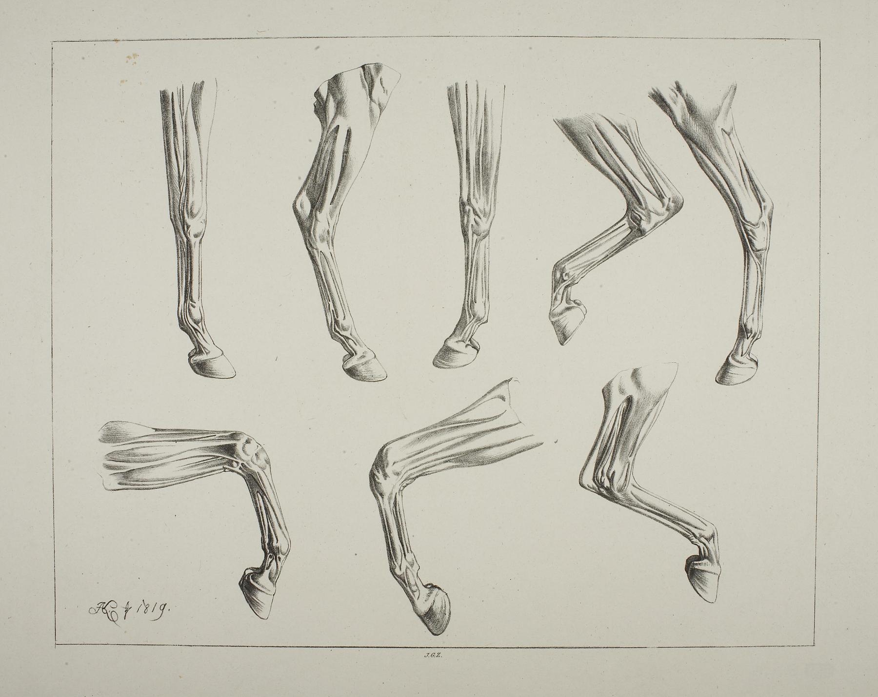 Horse Legs, E1130