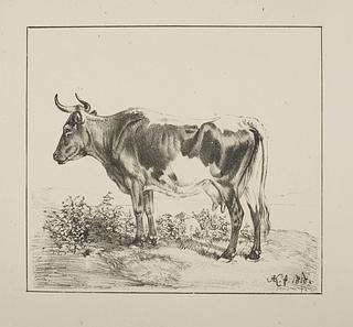 E1128 Cow