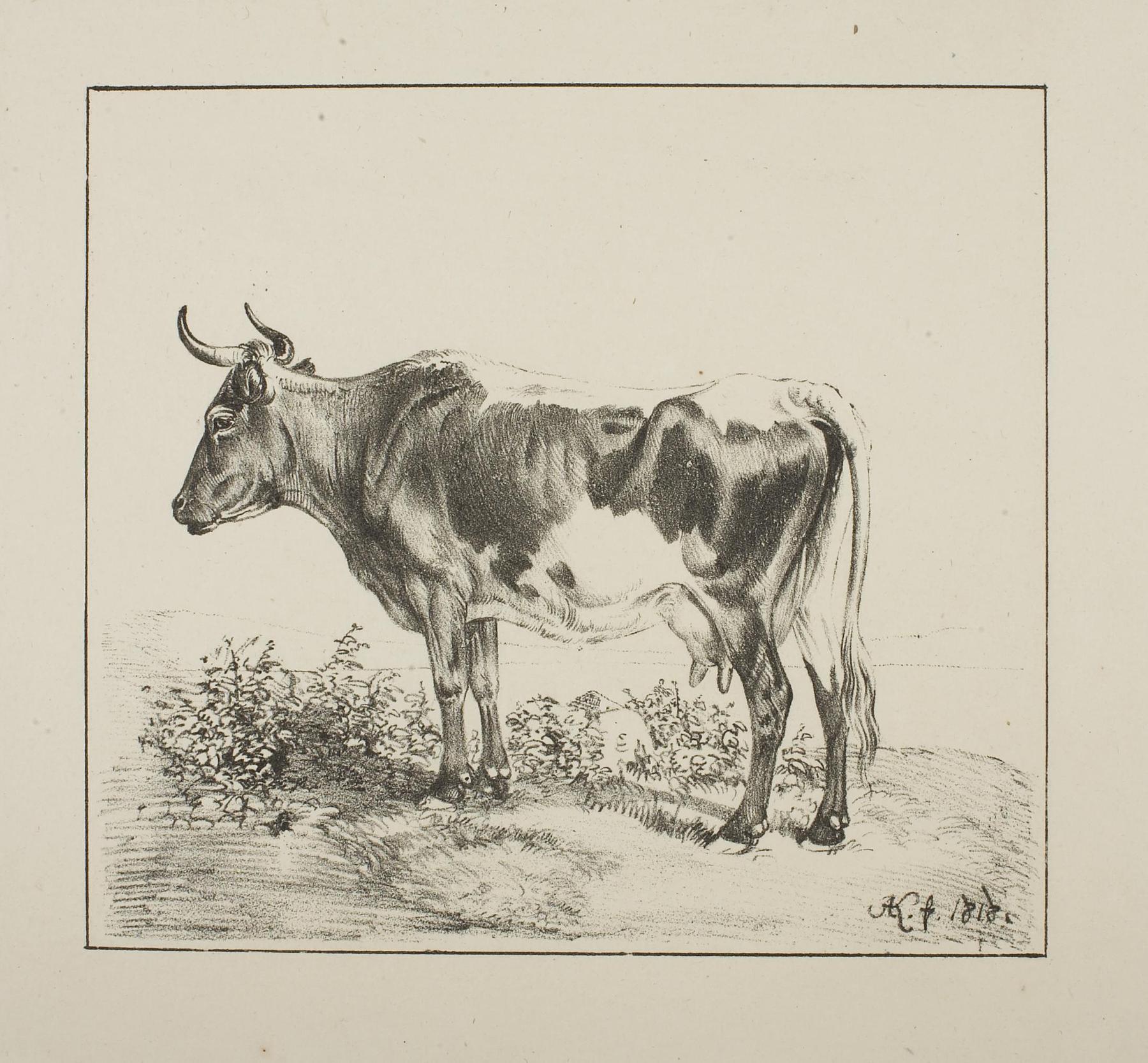 Cow, E1128