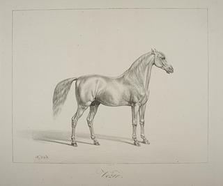 E1131 The Horse Vézir