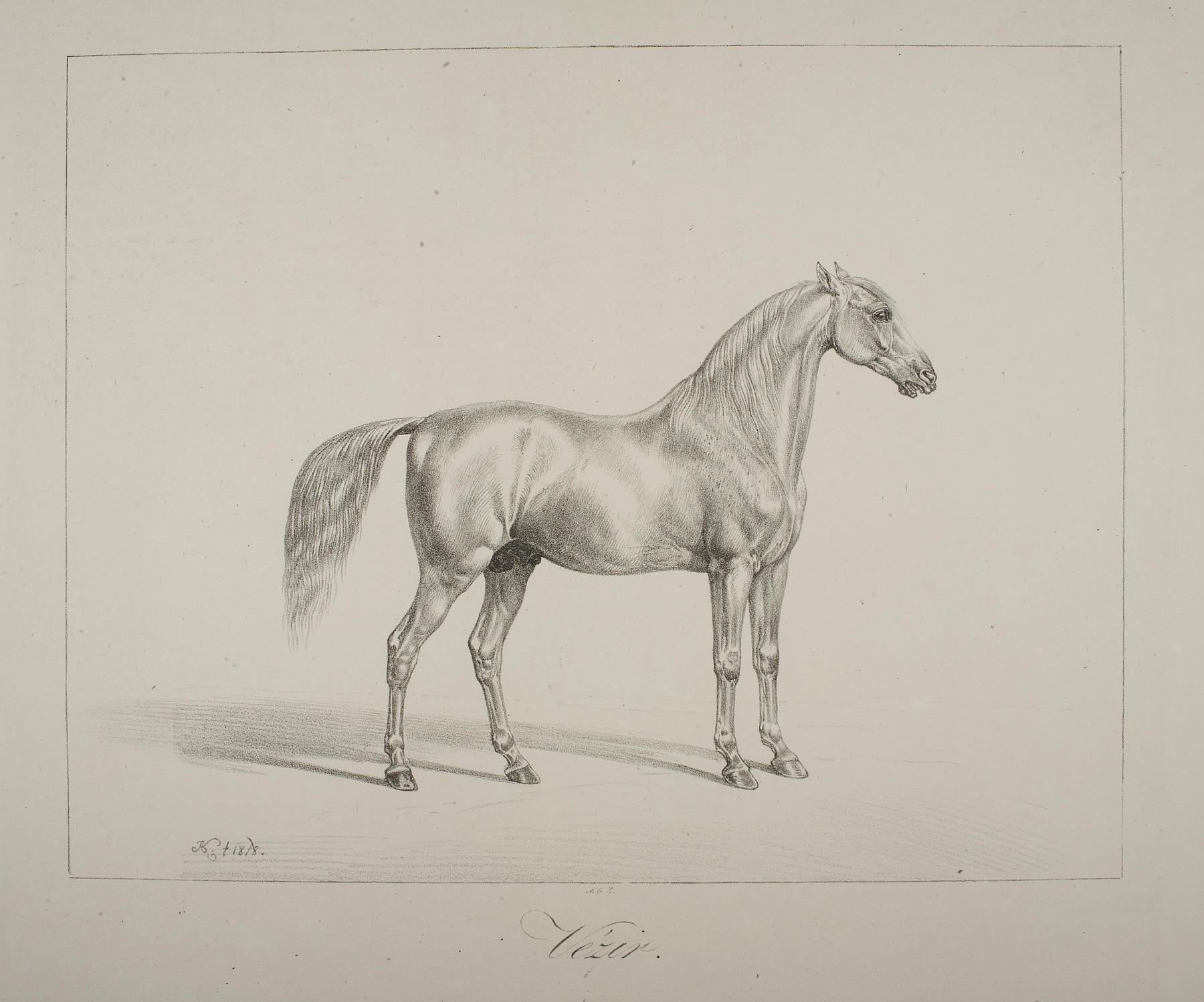 The Horse Vézir, E1131