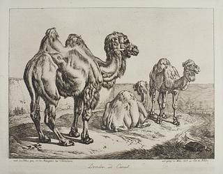 E702 Dromedar og kamel