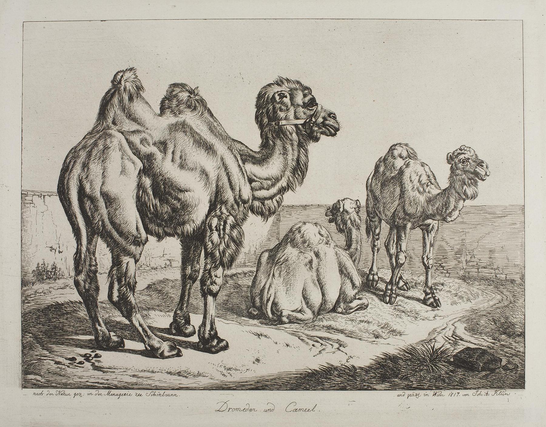 Dromedary and Camel, E702