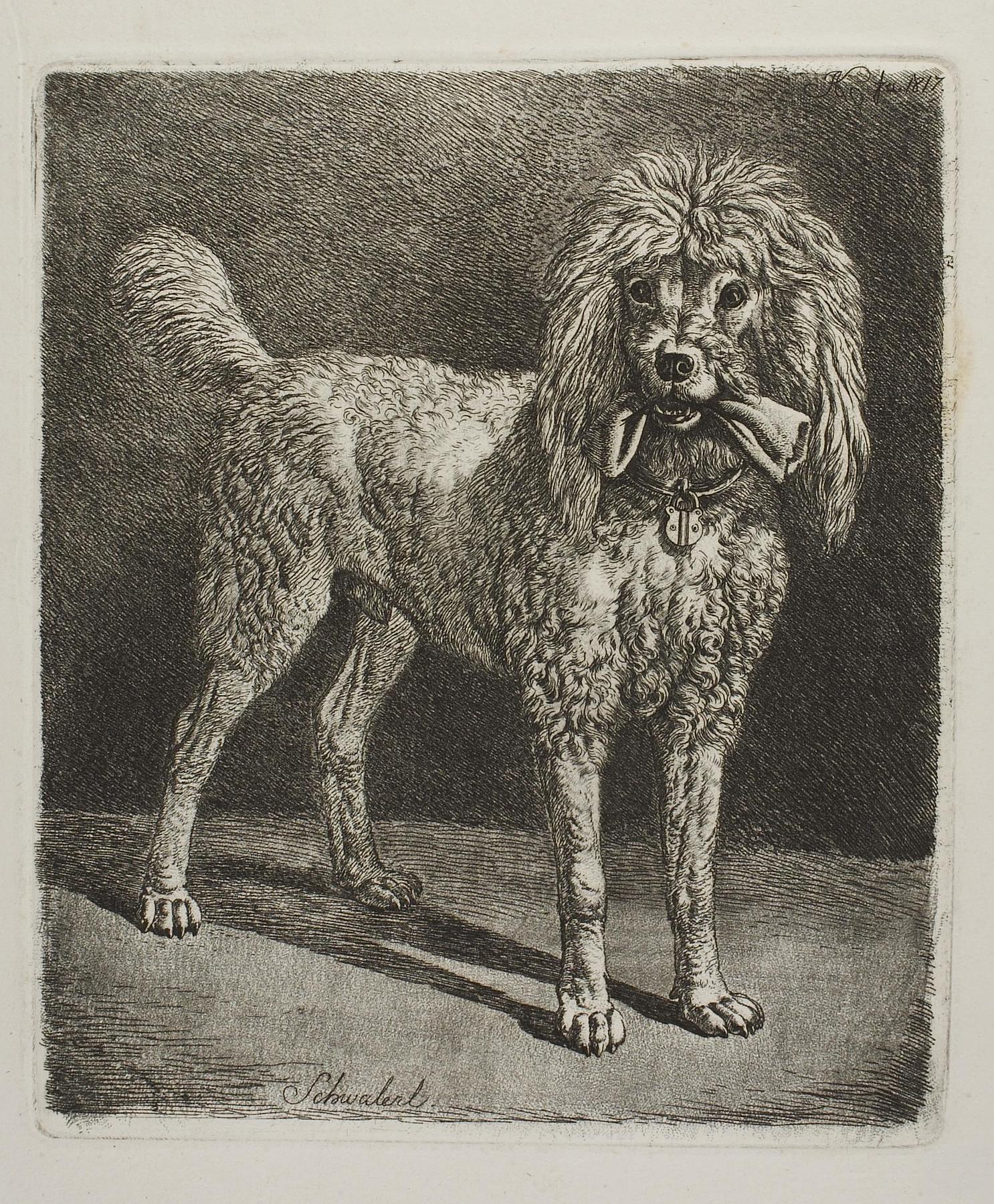 Puddelen Schwalerl, E705