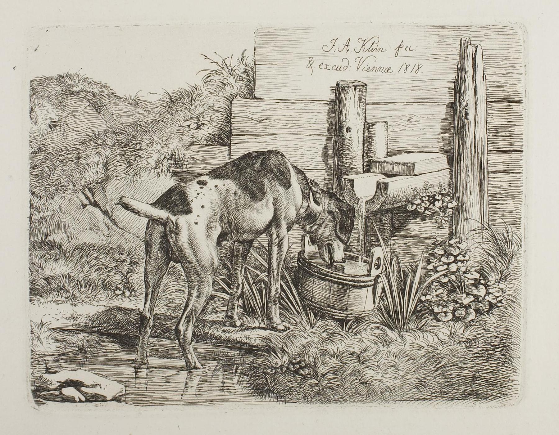 Dog Drinking Water, E715,1