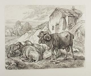 E715,5 Ram and Sheep Behind a House