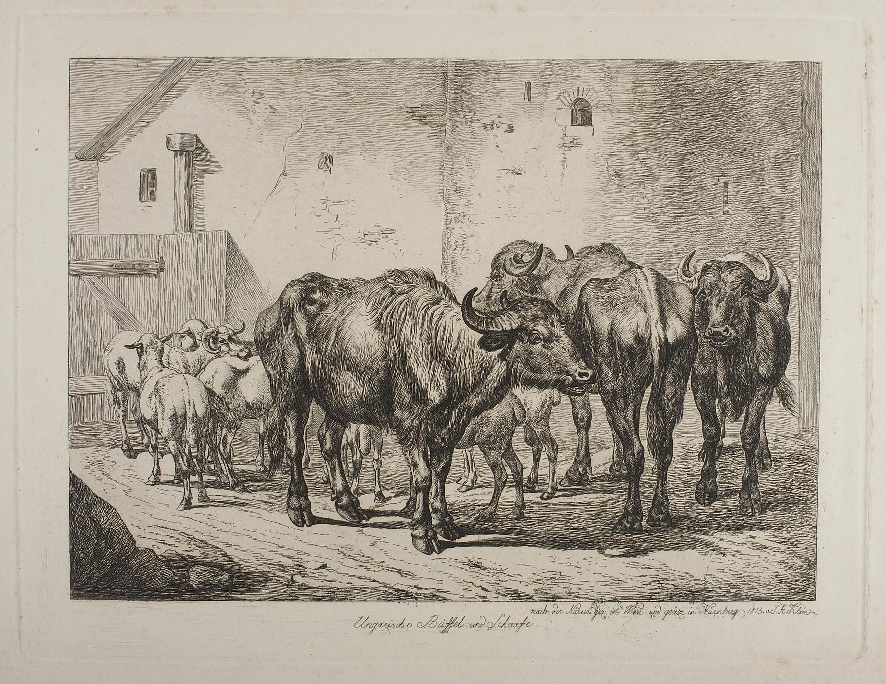 Hungarian Buffolos and Sheep, E674