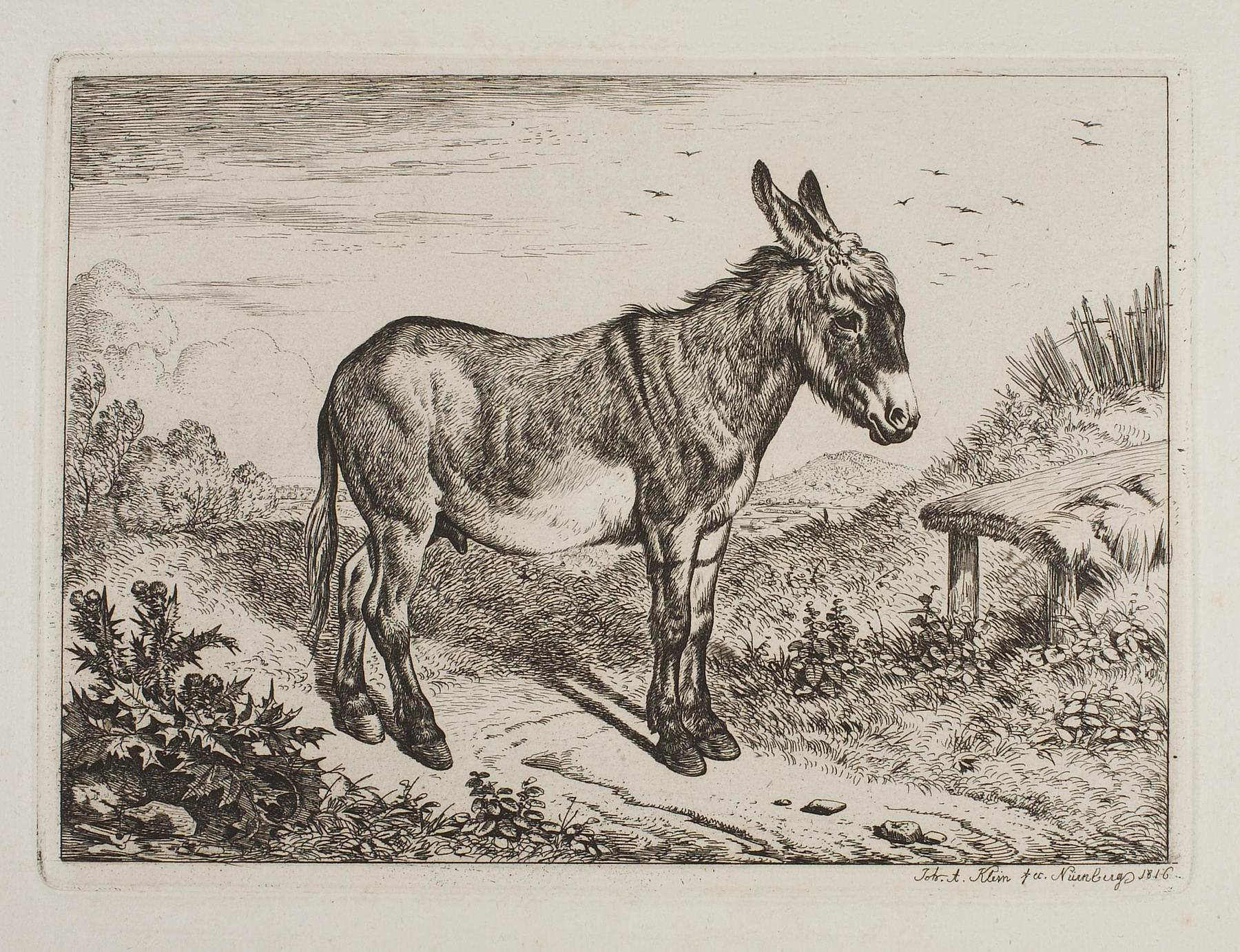 Donkey, E694