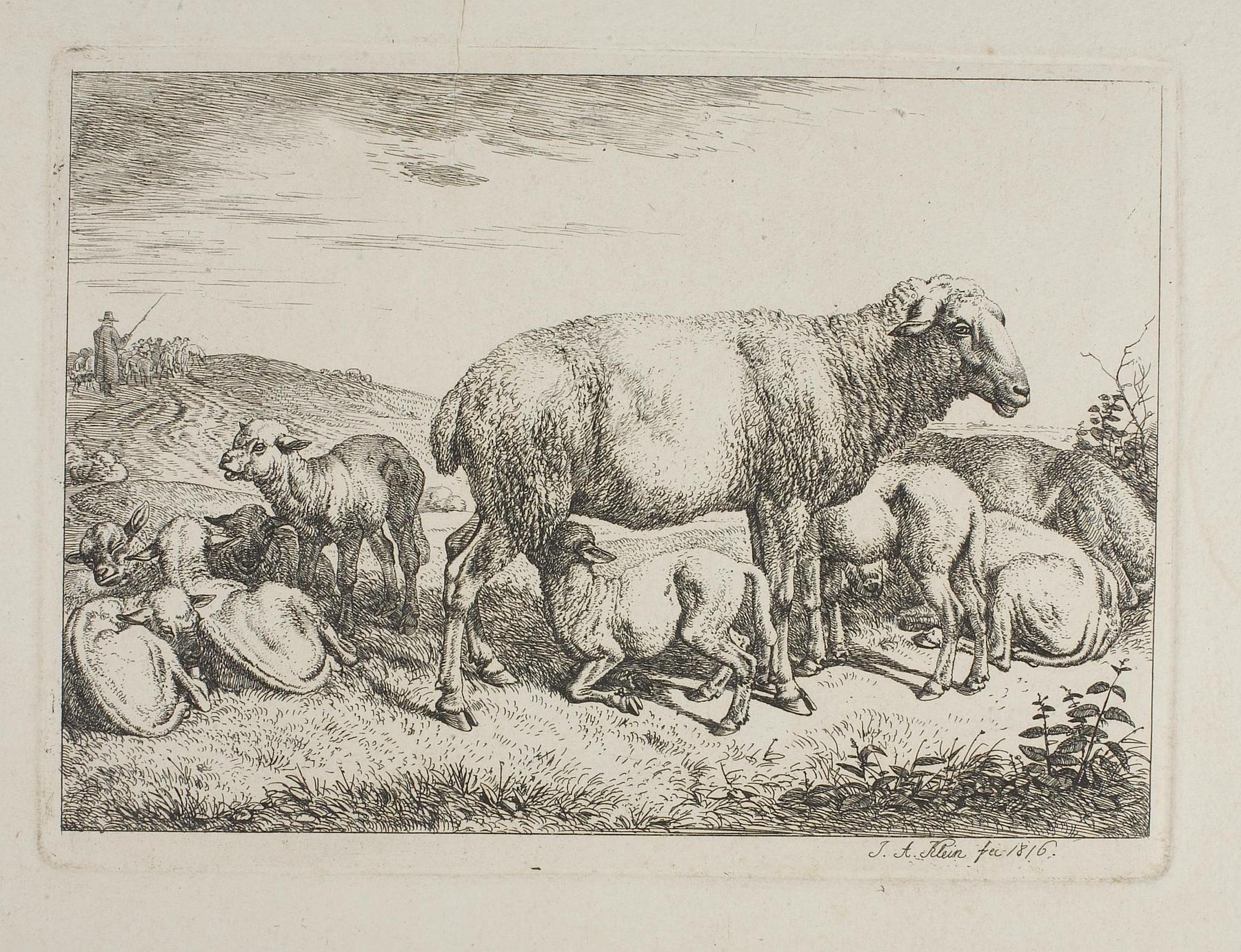 Sheep with Lambs, E693