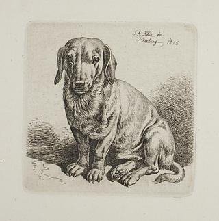 E684 Dachshund