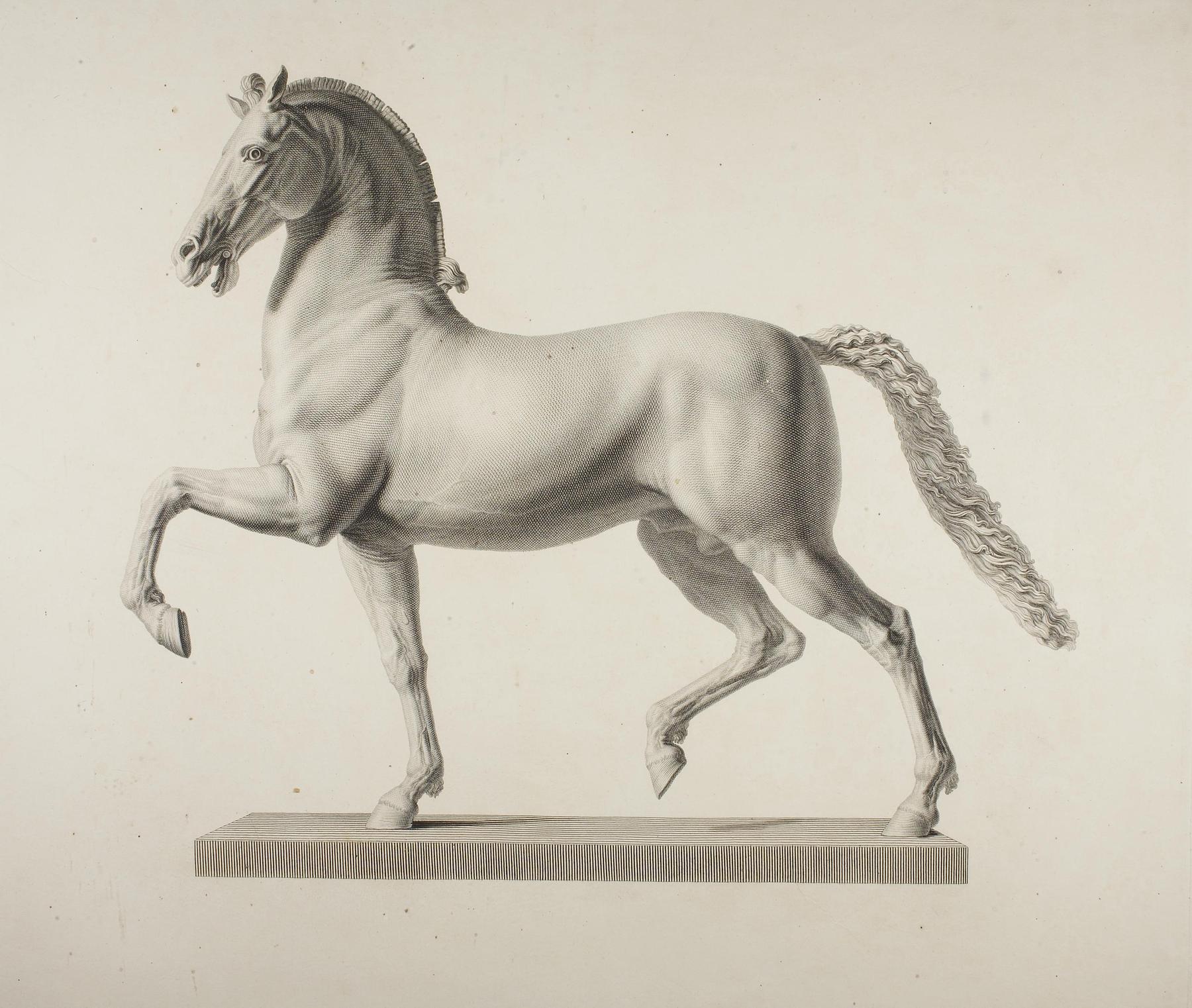 Horse, E824