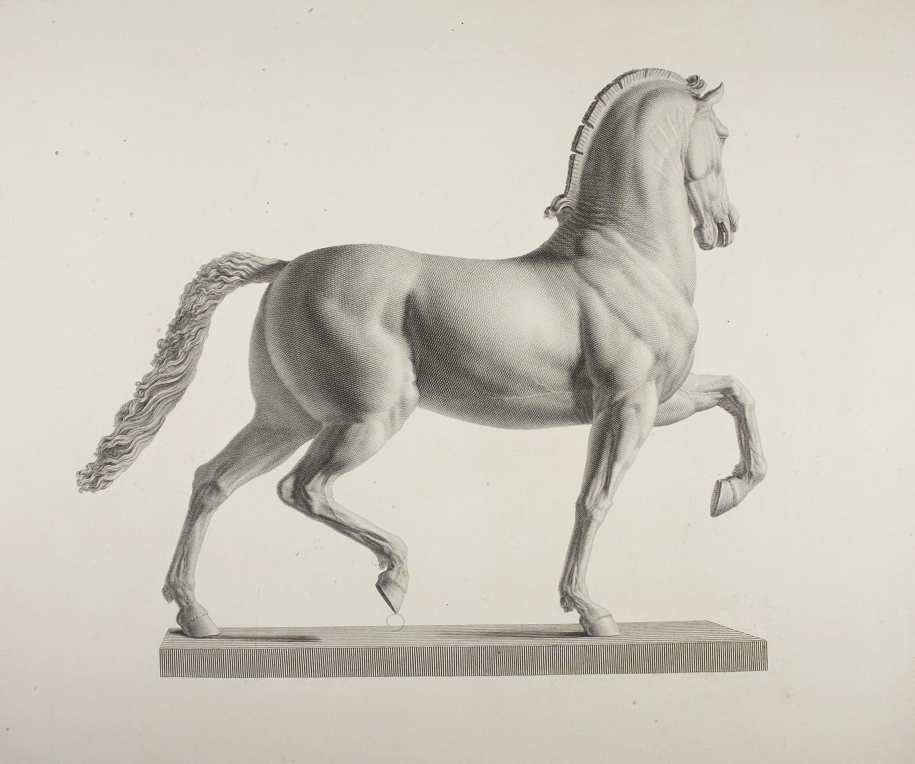 Horse, E825