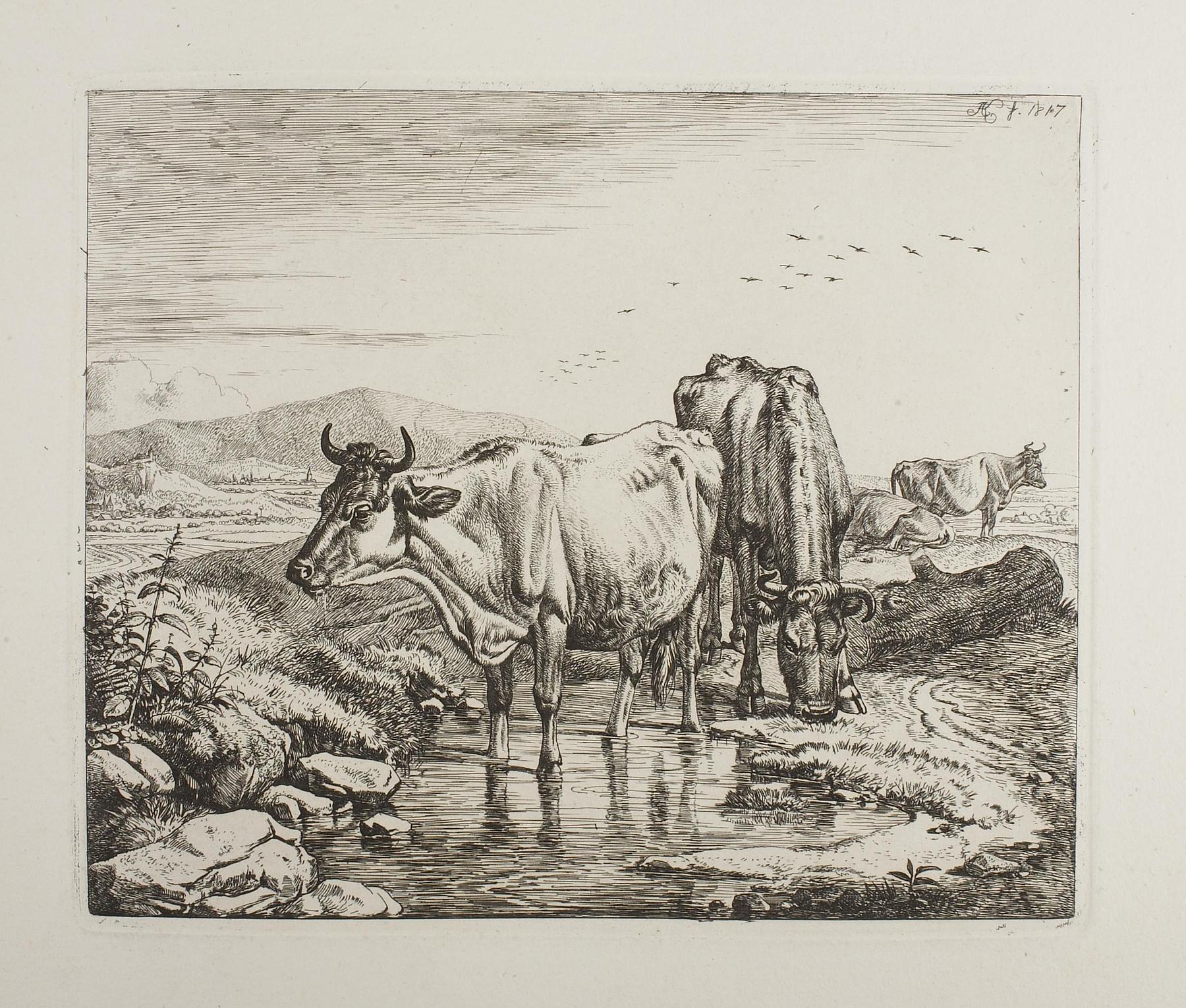 Køer ved et vandhul, E699,2