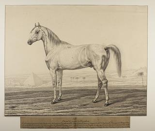 D670 Napoleon's Horse Ali by the Egyptian Pyramides