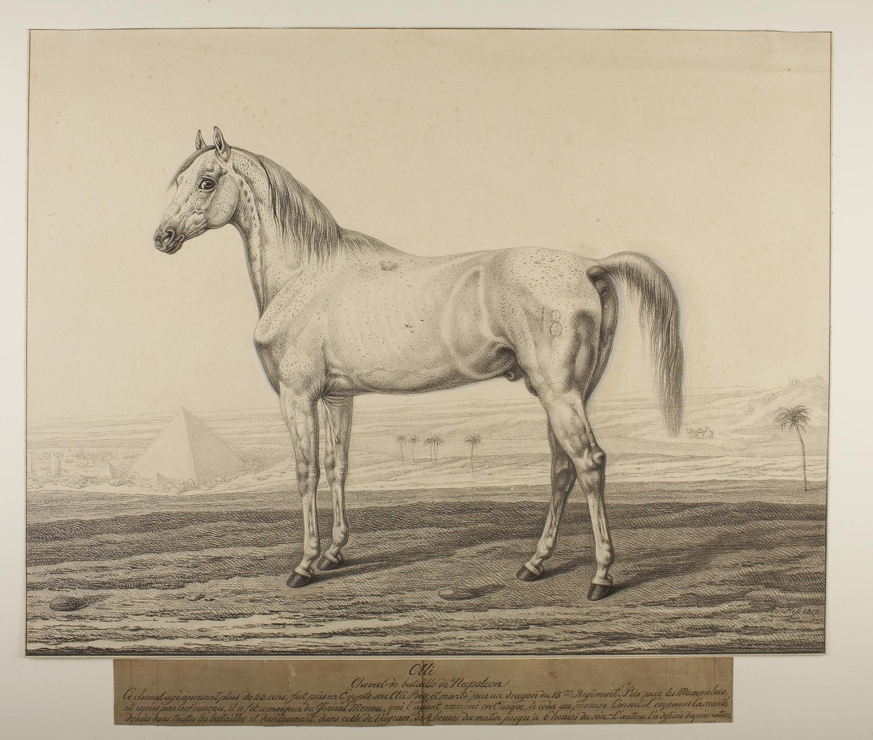 Napoleon's Horse Ali by the Egyptian Pyramides, D670
