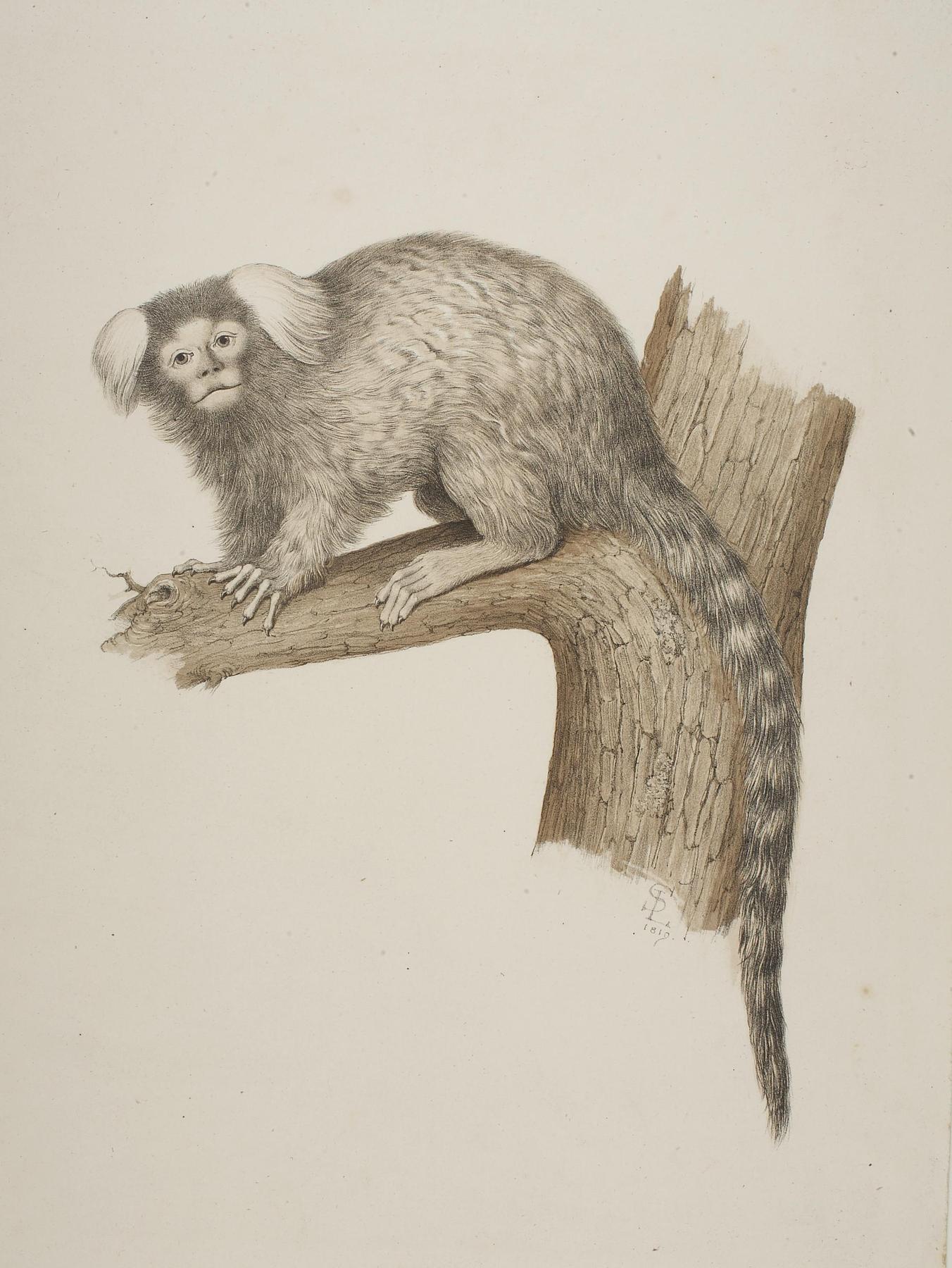 Monkey, E1186