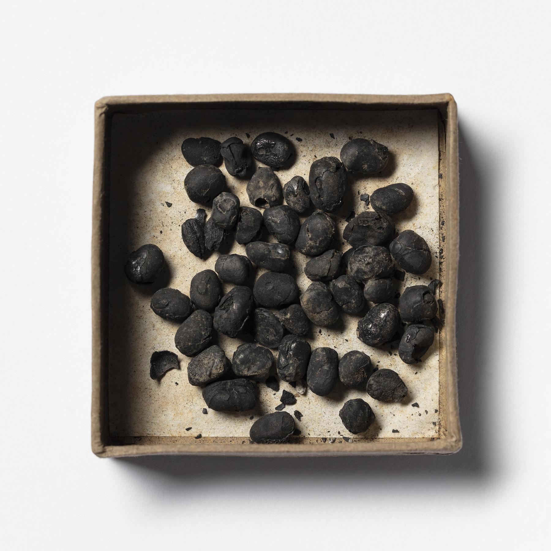 Carbonized beans from Pompeii, H3403