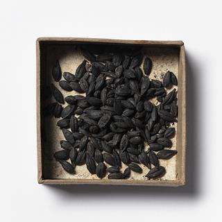 H3404 Carbonized grain from Pompeii