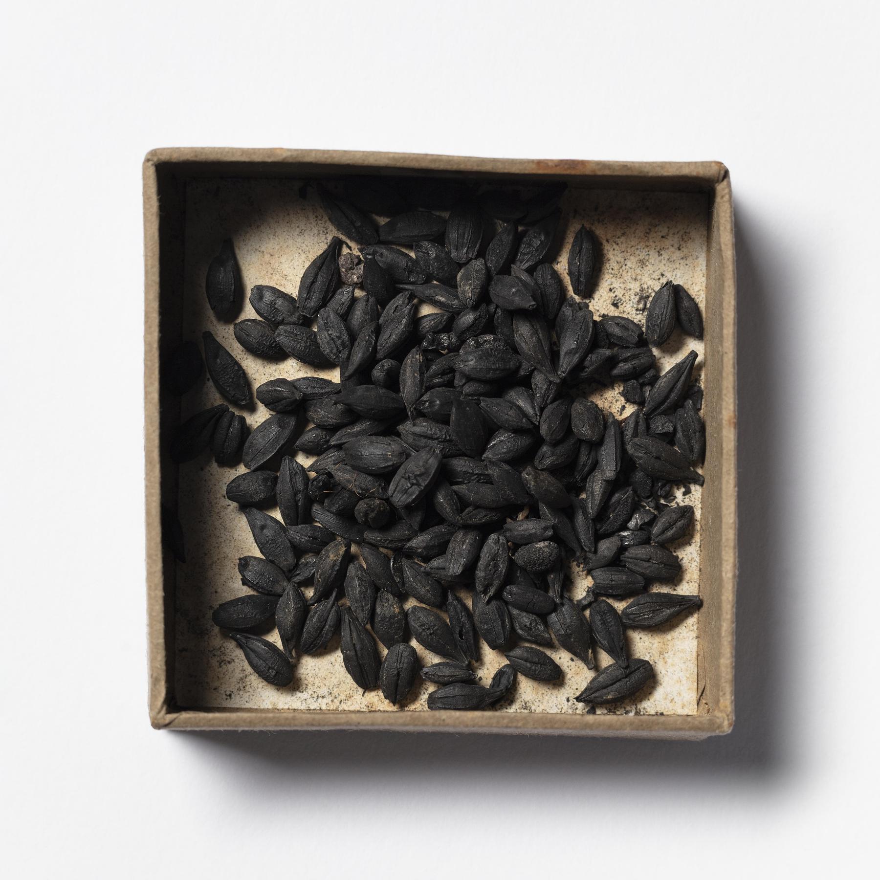 Carbonized grain from Pompeii, H3404